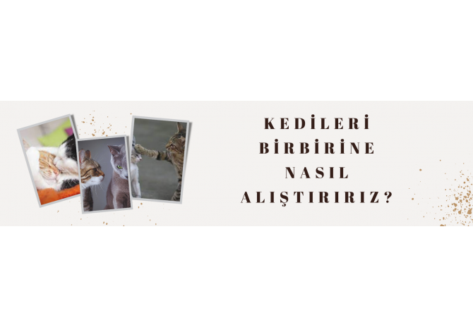 Kedileri Birbirine Nasıl Alıştırırız?