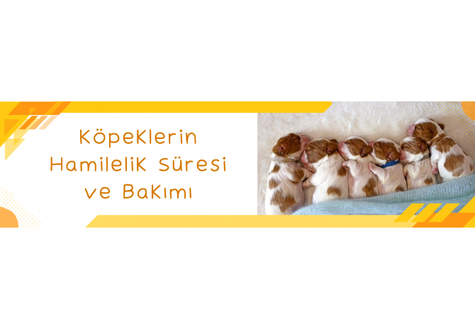 Köpeklerin Hamilelik Süresi ve Bakımı