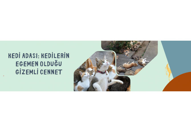 Kedi Adası: Kedilerin Egemen Olduğu Gizemli Cennet