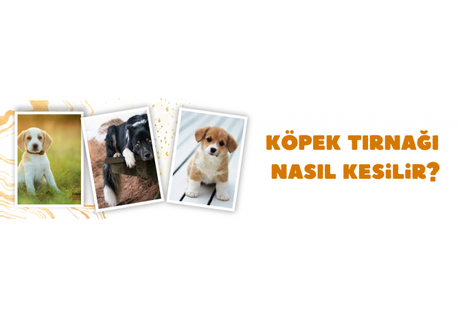 Köpek Tırnağı Nasıl Kesilir?