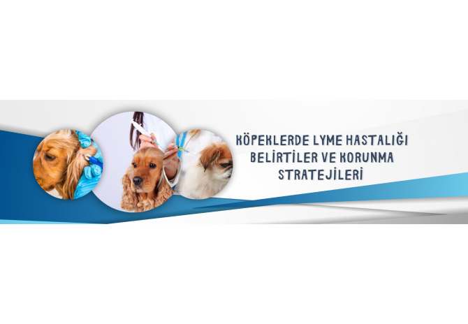  Köpeklerde Lyme Hastalığı: Belirtiler ve Korunma Stratejileri 