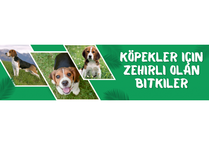 Köpekler İçin Zehirli Olan Bitkiler