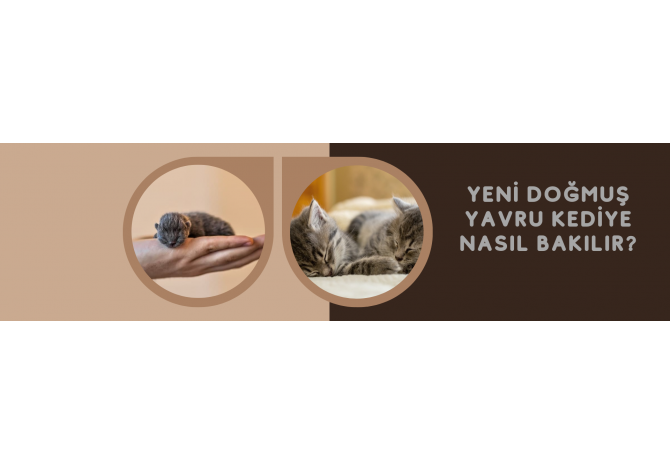 Yeni Doğmuş Yavru Kediye Nasıl Bakılır?