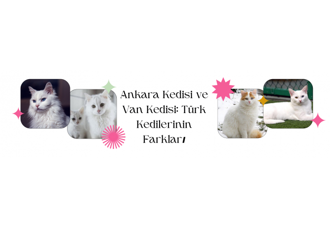 Ankara Kedisi ve Van Kedisi: Türk Kedilerinin Farkları