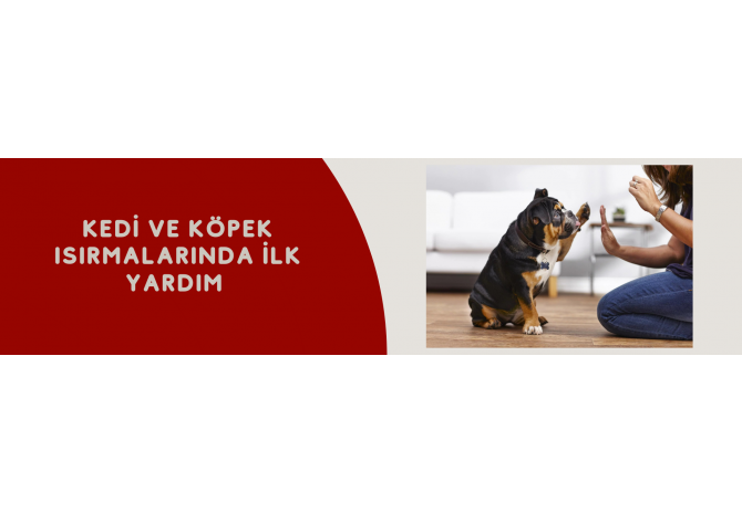 Kedi ve Köpek Isırmalarında İlk Yardım: Doğru Adımlar