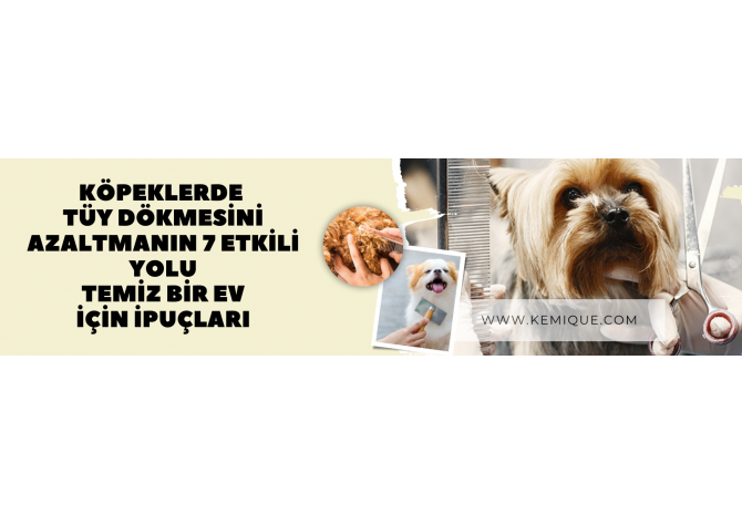 Köpeklerde Tüy Dökmesini Azaltmanın 7 Etkili Yolu: Temiz Bir Ev İçin İpuçları