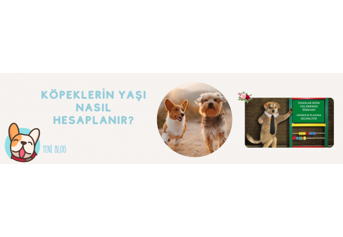 Köpeklerin Yaşı Nasıl Hesaplanır?