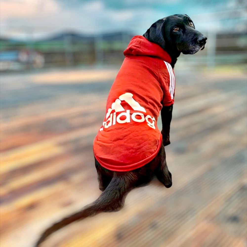 Adidog Red Hoodie Kapşonlu Sweatshirt Orta ve Büyük Köpekler İçin