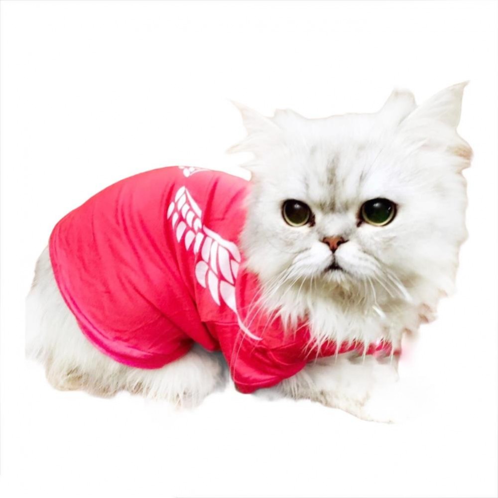 Angel Melek Kanatlı Kedi Tişört