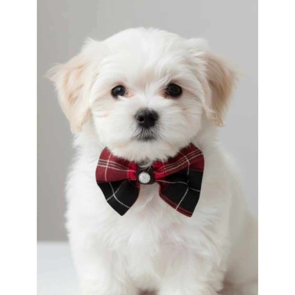 Aristokrat Ekose Silver Köpek Papyonu Tasma Yılbaşı 