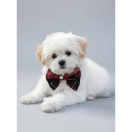 Aristokrat Ekose Silver Köpek Papyonu Tasma Yılbaşı 