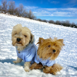 Baby Blue Comfy Köpek Montu, Köpek Ceketi, Köpek Dış Giyim