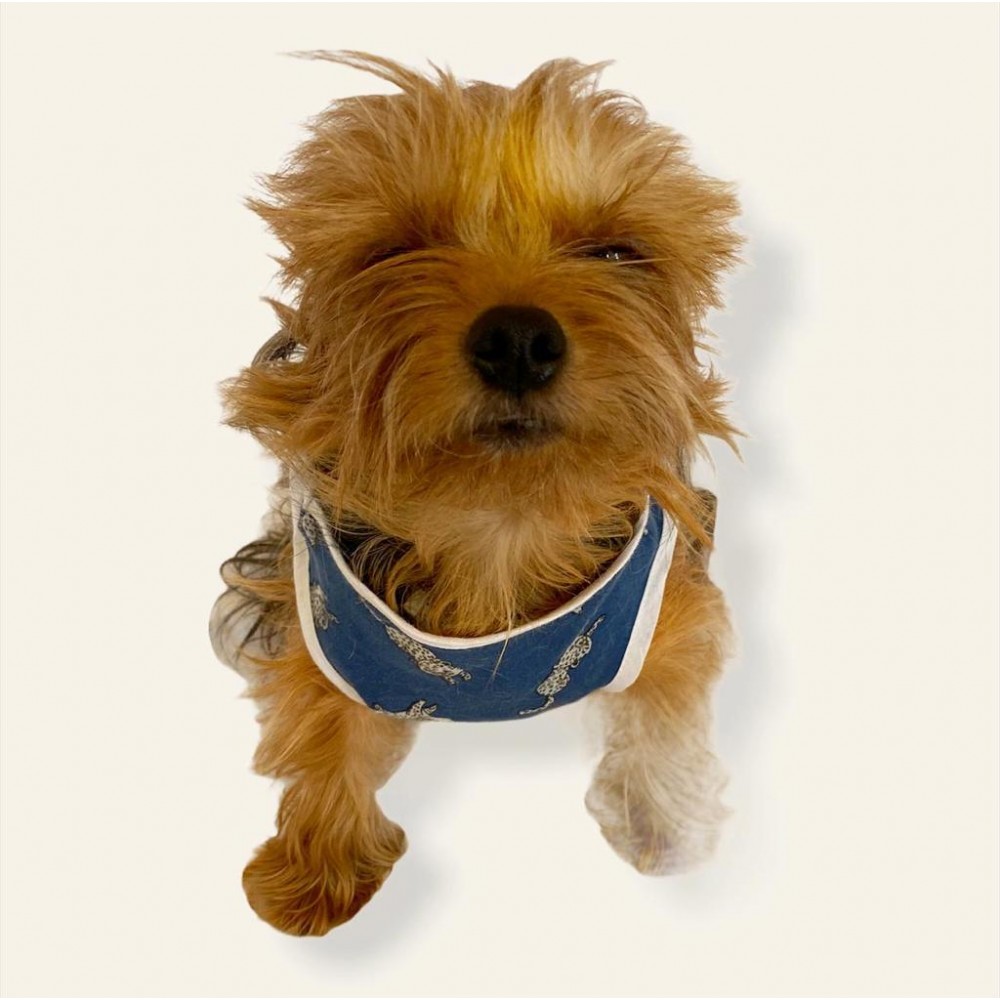 Blue Leo Atlet by Kemique Köpek Kıyafeti Köpek Elbise