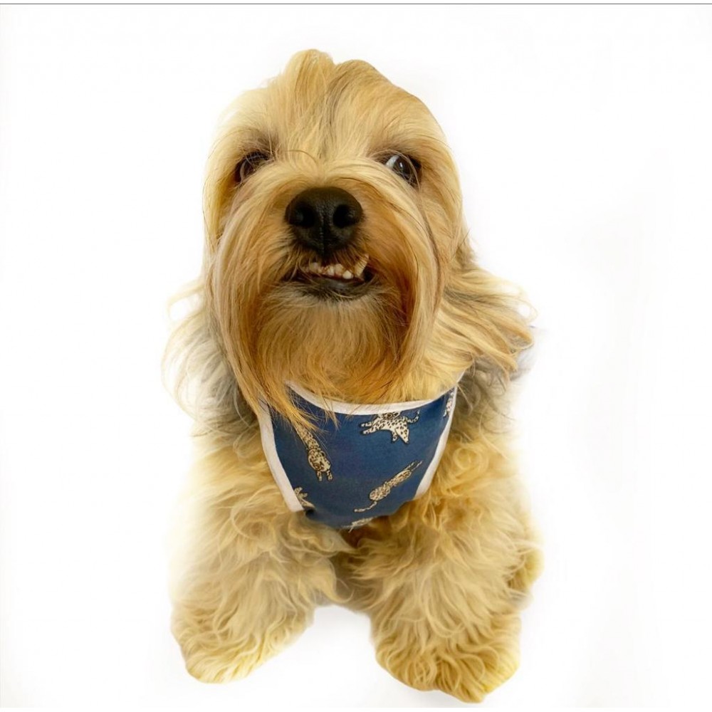 Blue Leo Atlet by Kemique Köpek Kıyafeti Köpek Elbise