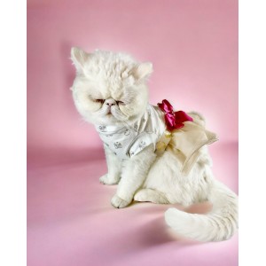 Creamy Fuschia Tütülü Kedi Elbisesi, Kıyafeti Tutu
