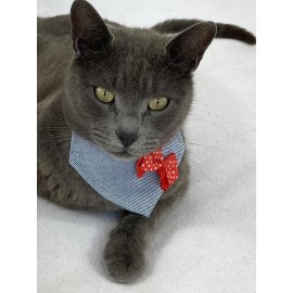 Dinner Date Red Kedi Bandana, Fular, Kedi Kıyafeti Kedi Elbisesi, Kedi Tasması