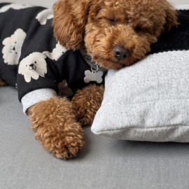 Doggy Köpek Uyku Takımı | Pamuklu Penye Köpek Tulumu ve Mini Yastık | Küçük Irklar İçin | Tüy Dökülmesini Azaltır