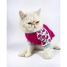 Fruit Party Tişört ve İç Çamaşırı Set Kedi Kıyafeti Kedi Kostümü