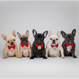 Ginger Home Küçük Irk Köpek Papyon Tasması | Kırmızı Fiyonk Boyun Aksesuarı | Noel Temalı Köpek Süsü