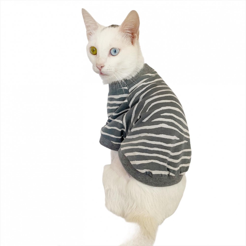 kedi kıyafeti