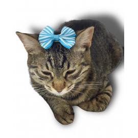 Kedi Tokası Stripe Serisi Blue