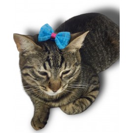 Kedi Tokası Dantel Serisi Blue