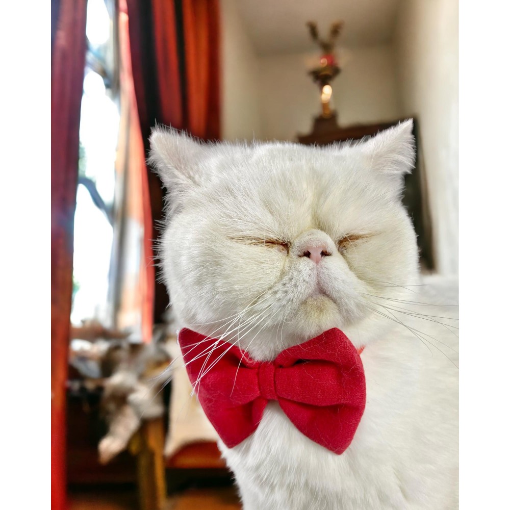 Maxi Rouge Kedi Papyonu Kurdela Tasma Yılbaşı Noel