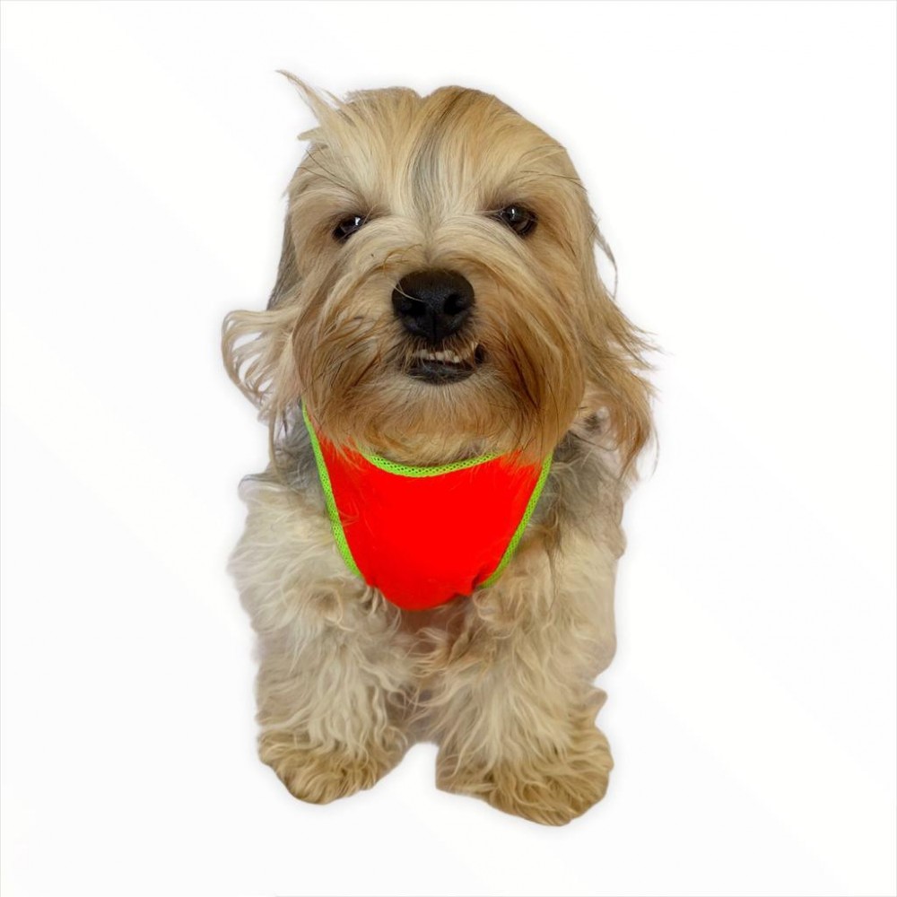 Orange Trio Atlet by Kemique Köpek Kıyafeti Köpek Elbise
