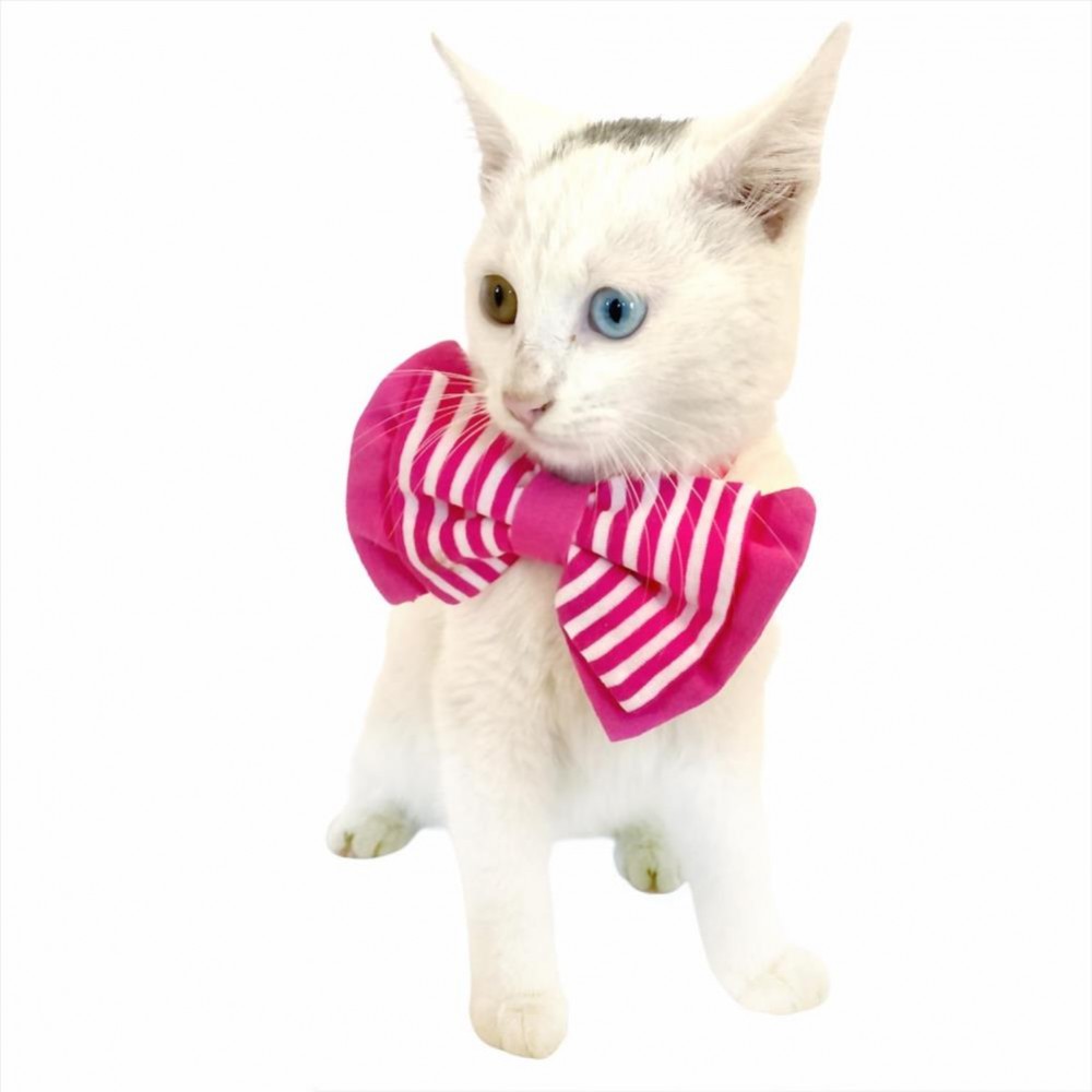 Pembe Çizgili Kedi Papyonu