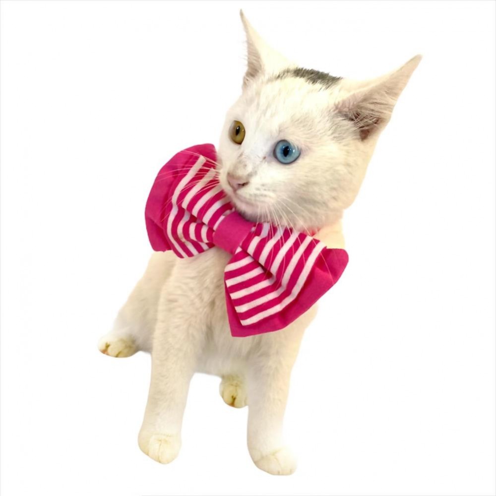 Pembe Çizgili Kedi Papyonu