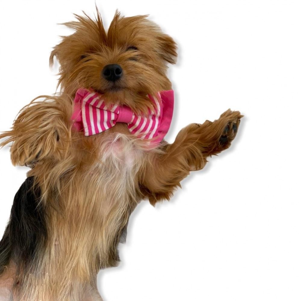 Pembe Çizgili Köpek Papyonu Köpekler için papyon