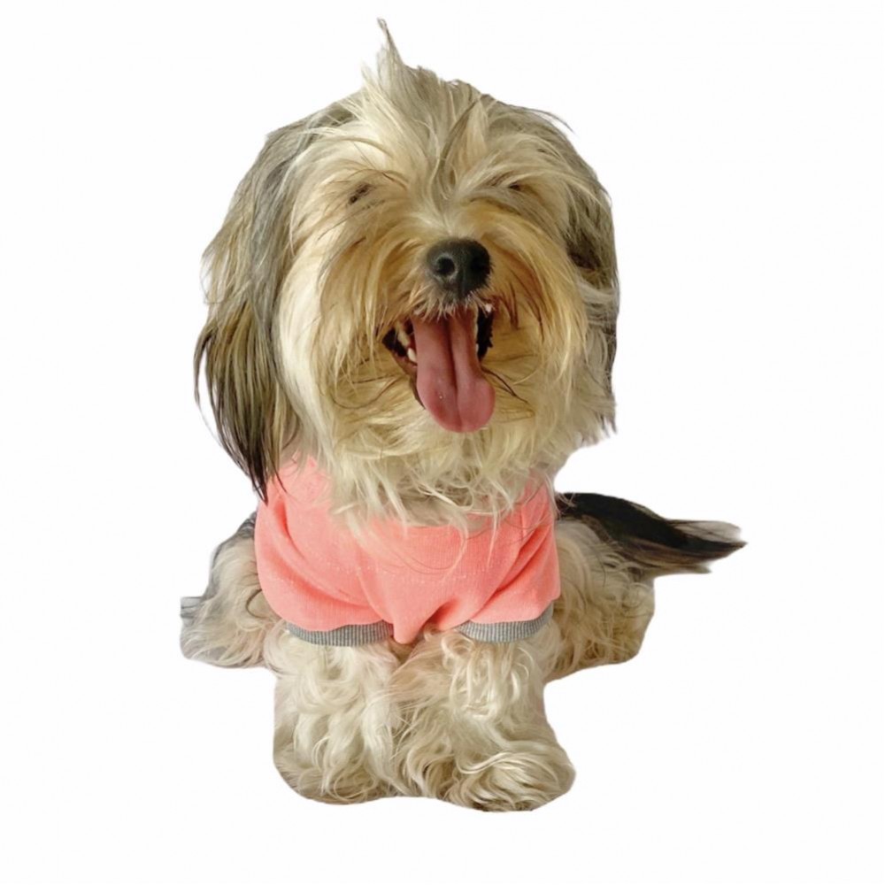 Pink Bunny Braid Kapşonlu Sweat by Kemique Köpek Kazağı