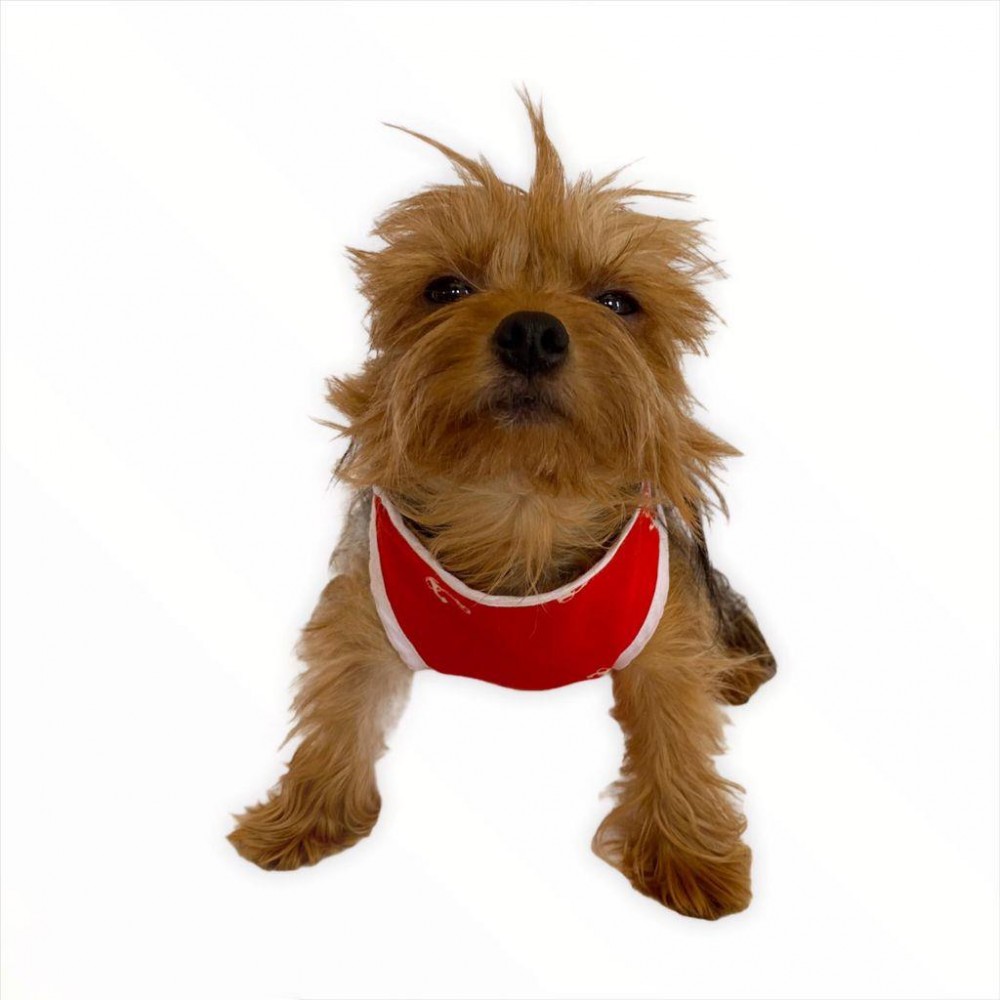 Red Anchor Atlet By Kemique Köpek Kıyafeti Köpek Elbise
