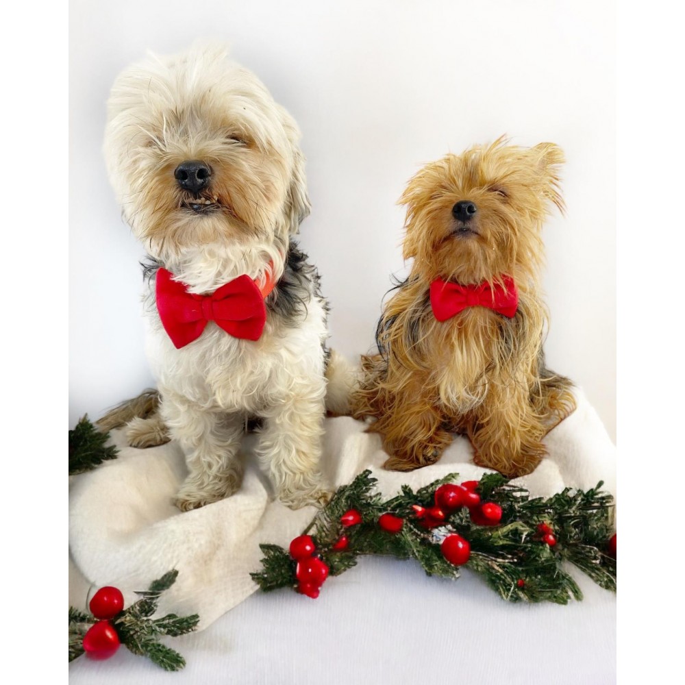 Mini Rouge Köpek Papyonu Kurdela Tasma Yılbaşı Noel