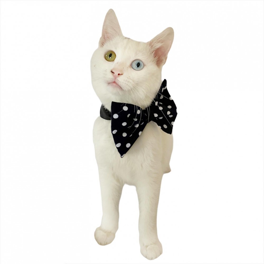 kedi papyonu
