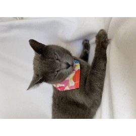 Autumn Kedi Bandana, Fular, Kedi Kıyafeti Kedi Elbisesi, Kedi Tasması