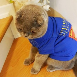 SUPERMAN Kedi Tişört 