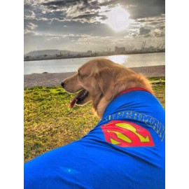 Superman Tişört Büyük Irk Köpekler İçin