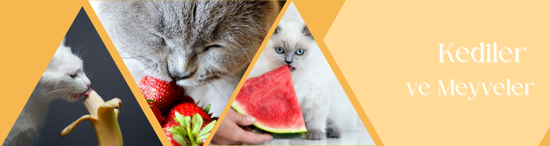 Kediler ve Meyveler: İlişkileri ve Güvenli Seçenekler