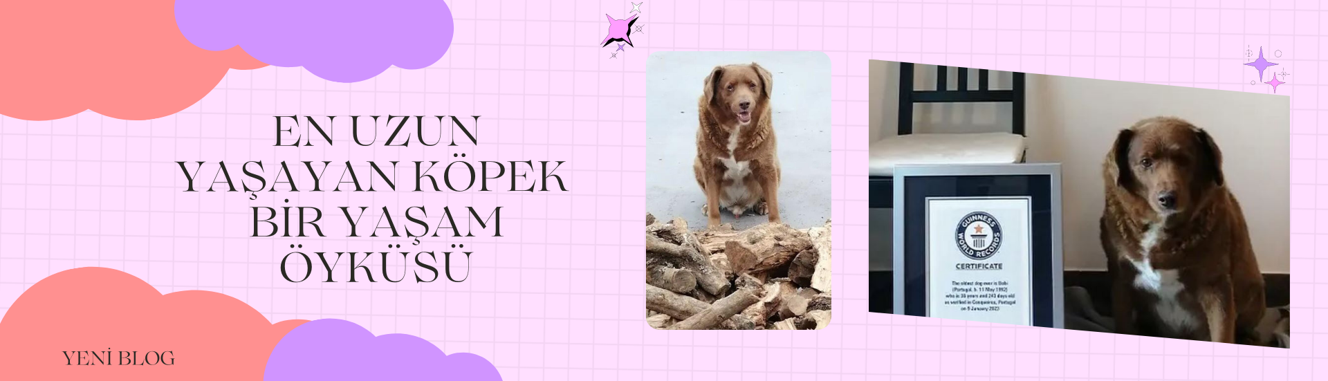 En Uzun Yaşayan Köpek: Bir Yaşam Öyküsü